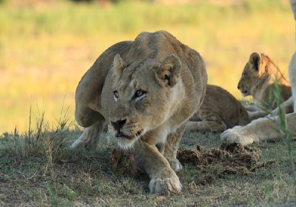 Bwindi Gorilla Trekking